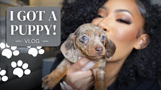 I GOT A PUPPY VLOG  MEET STELLA MY SASSY MINIATURE DACHSHUND [upl. by Itnuahsa441]