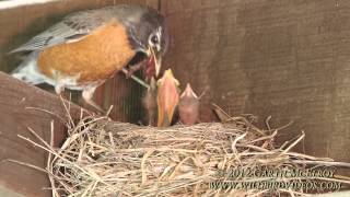 Nesting American Robins  Maine [upl. by Roti759]