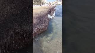 Posidonia power protecting Postiguet beach Alicante against Erosion 9112024 [upl. by Davison]