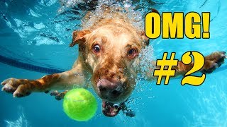 🐶 Grappige Honden Filmpjes OMG  Compilatie Deel 2 [upl. by Suolhcin]