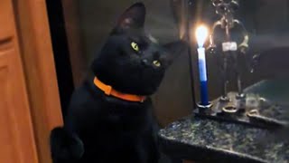 Curious Cat Smacks A Candle [upl. by Dorren693]