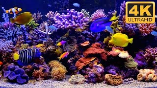 4K Aquarium Video  4K TV Screensaver [upl. by Gerek]