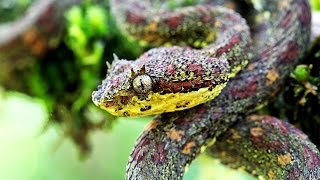 Giftschlangen in Costa Rica  Eyelash viper Bothriechis schlegelii [upl. by Carpet]