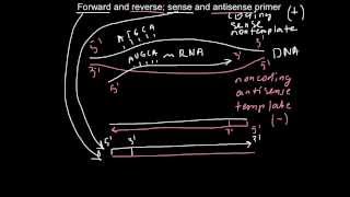 Forward and reverse sense and antisense primers [upl. by Fesoy]