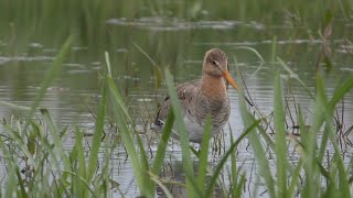 Herken de grutto in beeld en geluid [upl. by Livingston]