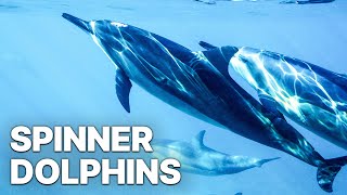 Spinner Dolphins  Full Documentary [upl. by Mitzl]