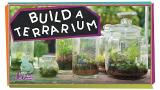 Build a Tiny Plant World  Science Project for Kids [upl. by Eilzel599]