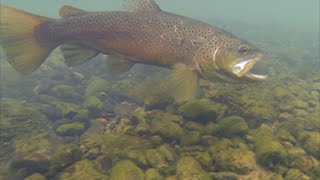 Catching Brown Trout on the Little Red River [upl. by Ayotahs]