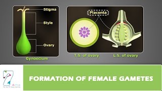 Formation of Female Gametes [upl. by Close608]