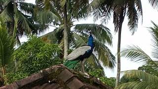 Peacock descending a roof [upl. by Tonl]