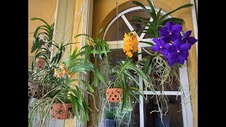 Vanda Orchid Care Update New Blooms in 2019 [upl. by Adihsaar]