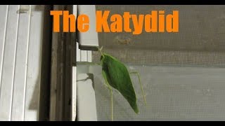 Katydid Facts and Footage  Tettigoniidae [upl. by Korie21]