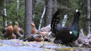 One Capercaillie and 23 female [upl. by Wandy]