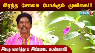 ஓரிதழ் தாமரை வளர்ப்பதால் கிடைக்கும் நன்மைகள்  How To use Orithal Thamarai  Hybanthus [upl. by Rehtaeh]