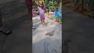 ASÍ OCURRIÓ😥¡¡ESTA PALOMA NO PUEDE VOLAR💥🐦NALUCHI VLOG reaccion sorprendente naluchivlog [upl. by Regine]