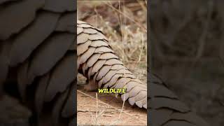 Scales of Survival The Pangolin’s Untold Story shorts facts wildlife shortsfeed [upl. by Wershba]