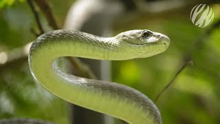 Mamba mating season  Black Mamba – Kiss of Death [upl. by Coussoule684]