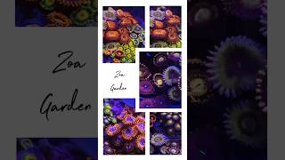 Zoanthids Garden Zoanthids zoas shorts ytshorts trending youtubeshorts viralshorts coralreef [upl. by Raven]