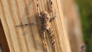 Huge Fishing Spider with a Love for the Land  Whitebanded Fishing Spiders [upl. by Mosora]