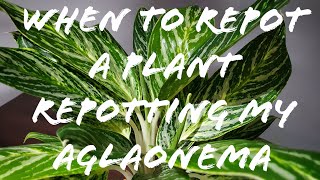 Repotting My Aglaonema  When To Repot Plants [upl. by Mhoj]