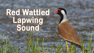 Red wattled lapwing sound and alarm call  Can you hear quotdidhedoit quot or a different sound [upl. by Onyx]