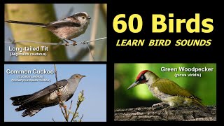 Bird Sounds Spectacular Learn The Sound A Bird Makes over 50 Bird Sounds [upl. by Inalan187]