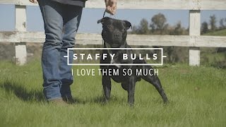 STAFFORDSHIRE BULL TERRIERS I LOVE THEM SO MUCH [upl. by Ednutey]