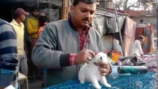 Dog Sellers At Kolkata Galiff Street Pet Market P7 [upl. by Claudine]