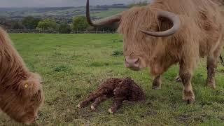 FIRST MOMENTS  NEWBORN Highland calf  first wobbles  first steps Dale farm PEAK DISTRICT [upl. by Humble357]