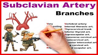 Subclavian Artery Branches  Mnemonic Series 14 [upl. by Eseuqram]