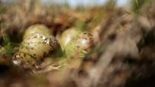 Whimbrel Hatch [upl. by Post77]