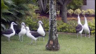 albatross of kauai [upl. by January]