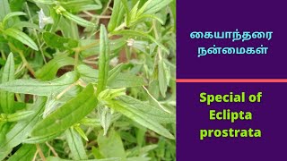 கையாந்தரை நன்மைகள்  Special of Eclipta prostrata [upl. by Allsun672]