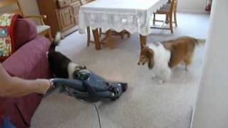 Out Of Control Shelties Top 10 Things That Set Them Off [upl. by Attelrak]