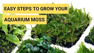 How to Grow Aquarium Moss in your Planted Aquarium  Moss Aquarium  Moss is Brown  Terrarium moss [upl. by Havstad]