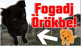 Menhely látogatás  Új kiskutya🐾 Kóborlók Állatvédelmi Egyesület [upl. by Enoid704]