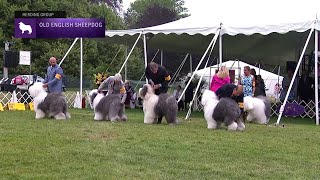 Old English Sheepdogs  Breed Judging 2021 [upl. by Yun510]