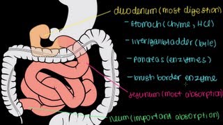 Small Intestine Structure Digestion Absorption [upl. by Akerue565]