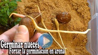 Germinar nueces  Forzar la germinación en arena [upl. by Eillod]