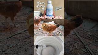 Enrofloxacin Oral Suspension for Poultry Birds  Bacterial Infections Treatment by Dr ARSHAD [upl. by Llerot]