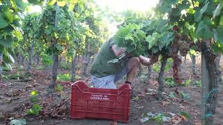 Manual Harvesting at Tenuta di Castellaro [upl. by Nonna]