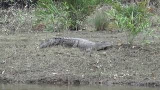 Estuarine Crocodile sunbathing [upl. by Arbba]