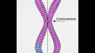 Chromosomes Vs Chromatids [upl. by Elletsirk]