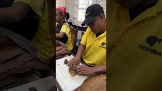 Inside El Laguito factory the home of Cohiba Cigars 😍 howto cigarrolling [upl. by Forkey]