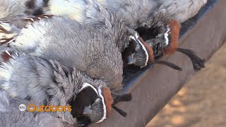 Hunting Gambels Quail in Southwest Utah [upl. by Arikahc888]