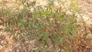 Liquorice Mulethi Glycyrrhiza Glabra [upl. by Amla]