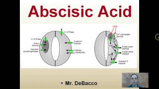 Abscisic Acid [upl. by Attesoj353]