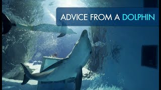 Advice from a Dolphin  Winter amp Hope Swimming Underwater [upl. by Awhsoj]