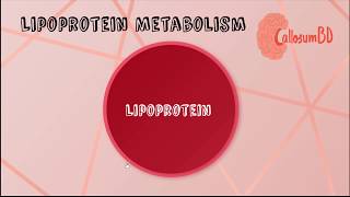 Lipoprotein overview biochemistry lipidmetabolism [upl. by Allemaj964]