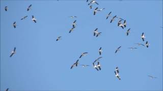 Cigognes blanches en migration [upl. by Brianne433]